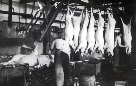 Køge Andels-Svineslagteri i 1930'erne. Svinene bliver skoldet i varmt vand, og hårene svides af huden.