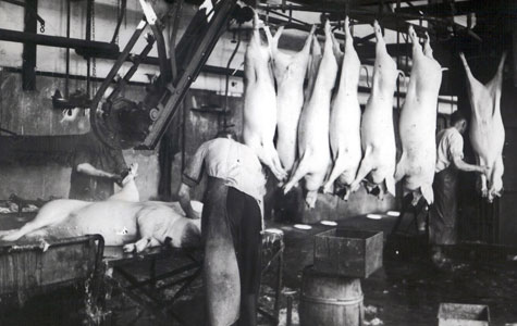 Slagtede svin på Køge Andels-Svineslagteri i 1930'erne