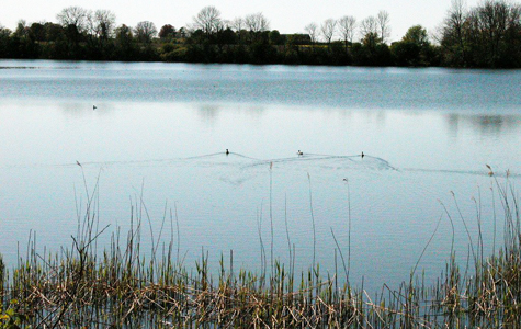 Møllesøen bliver besøgt af mange svømmefugle. Der er et fugletårn ved søen.