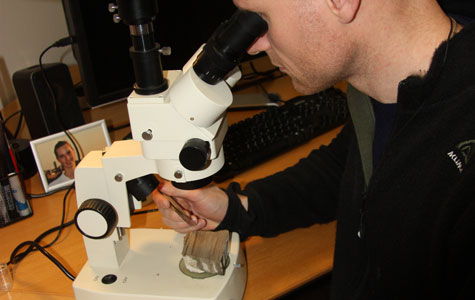 En forsker undersøger et stykke Fiskeler i et mikroskop.