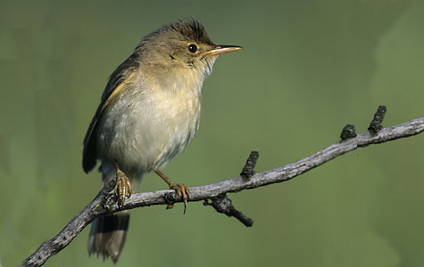 Kærsangeren er en lille fugl på omkring 12 centimeter. Den hænger sin rede i små planter som fx brændenælder og småbuske. Foto: Wikimedia Commons, Mark Szczepanek.