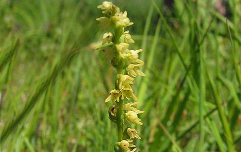 Pukkellæben er en orkidé. Den findes ikke ret mange steder i Danmark, da den har brug for meget kalkrig jord. Derfor har den det godt på Stevns. Foto: Wikimedia Commons, Kristian Peters.